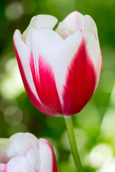 Tulipani — Foto Stock