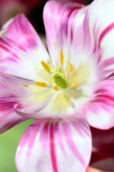 Tulipanes rosados — Foto de Stock