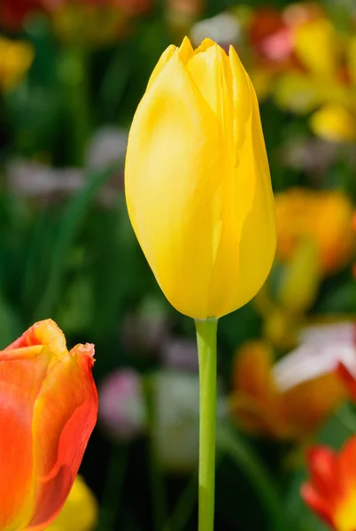 Tulipanes — Foto de Stock