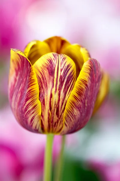 Tulpen — Stockfoto