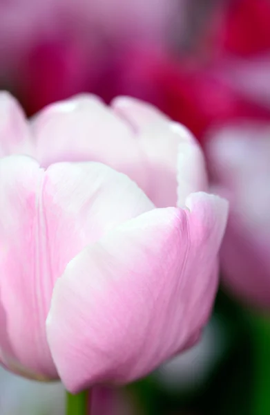 Tulipanes rosados — Foto de Stock