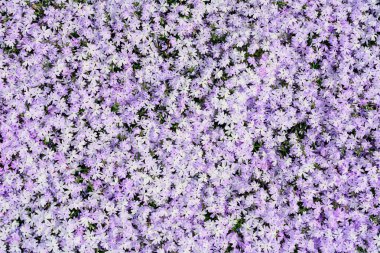 Phlox