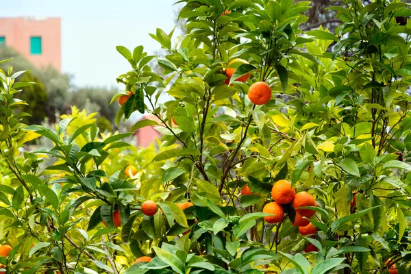 Crops of mandarins — Stock Photo, Image