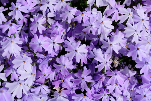 Phlox — Photo