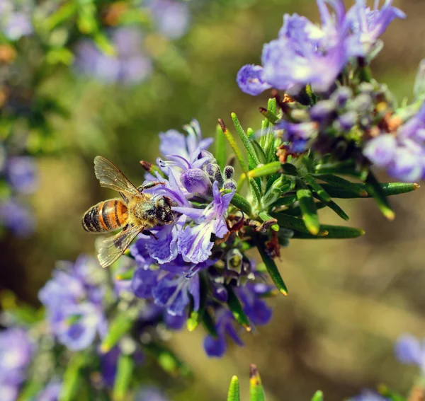 Пчела на Розмари — стоковое фото