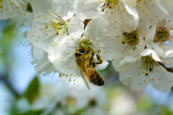 Bee on cherry — Stock Photo, Image