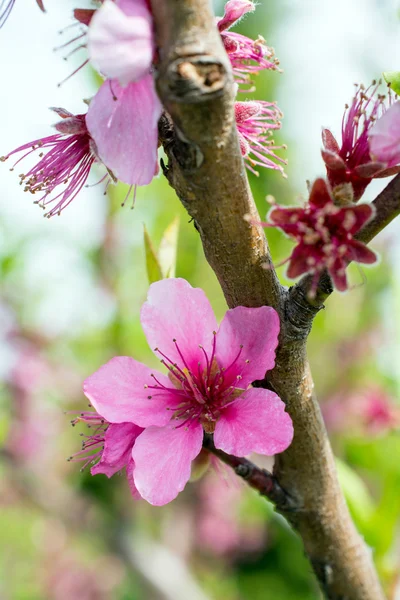 Blossoming branch — Stock Photo, Image