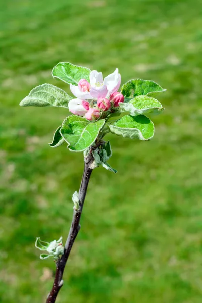 Bloeiende tak — Stockfoto