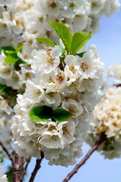 Blommande gren — Stockfoto