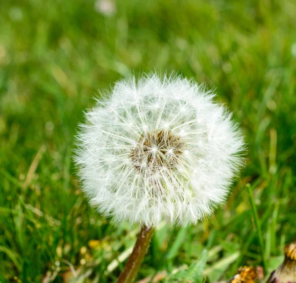 Diente de león (Taraxacum ) — Foto de Stock