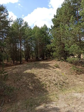 Yazın sonbahar parkında orman