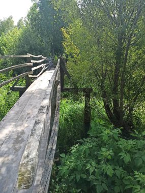 Ormanda ahşap köprü