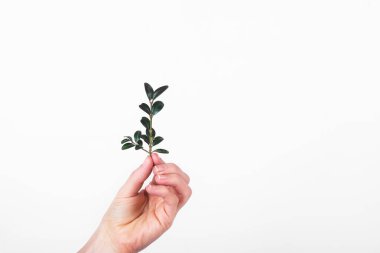 yeşil ince beyaz arka plan. sıfır atık konsepti. Ekoloji. Plastik bardakların yerine. Uzayı kopyala, yeşile git, izole et, plastik yok, esg, azalt