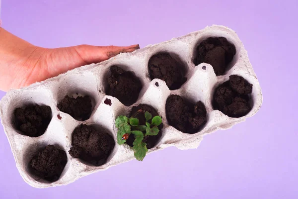 非常にPeri背景に黒い土壌のカートン鶏の卵の箱で成長する小さな植物 生分解性の紙コップと植物を屋外で分解します 廃棄物ゼロ再利用の概念 コピースペース トップビュー — ストック写真