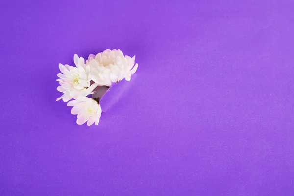 Beyaz Çiçekler Kağıt Arkaplanı Delip Geçiyor Uzayı Kopyala Üst Manzara — Stok fotoğraf