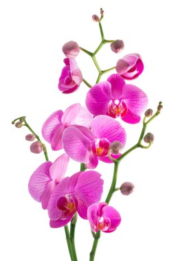 Pink flowers orchid on a white background clipart