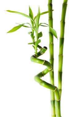 Bambu - üç saplarını