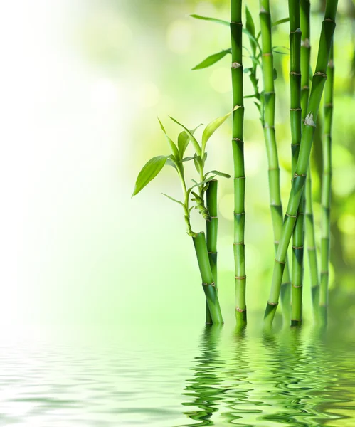 Hastes de bambu na água — Fotografia de Stock