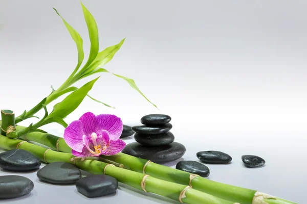 Paarse orchid met bamboe en zwarte stenen - grijze achtergrond — Stockfoto