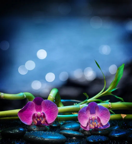 Background with orchids stone and bamboo - sea — Stock Photo, Image