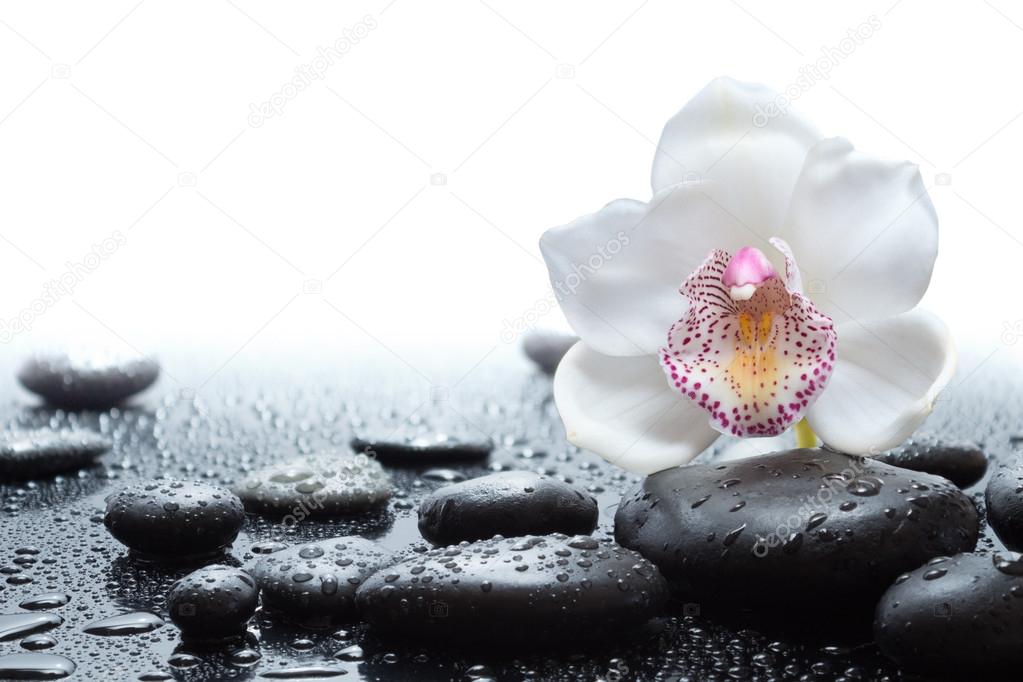 White orchid and wet black stones