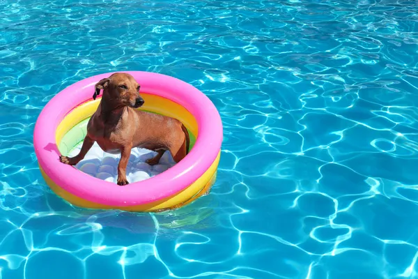 Cão no leito de ar na piscina — Fotografia de Stock