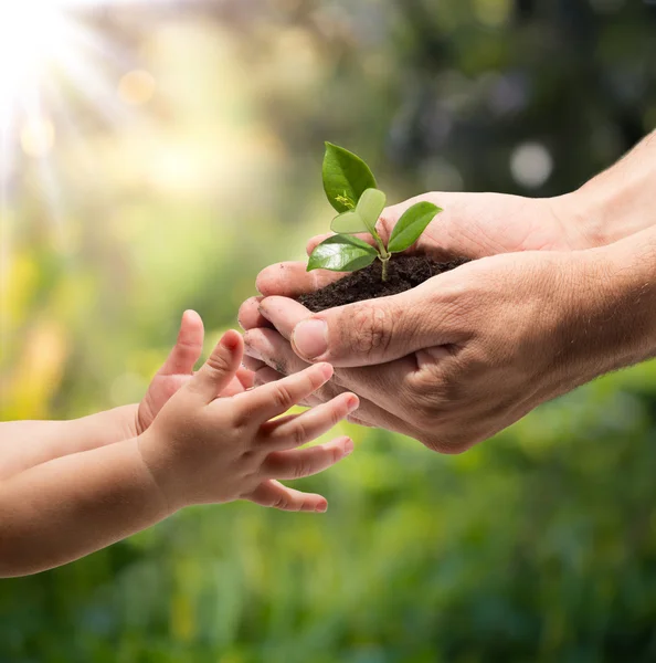 Las manos de un niño tomando una planta de las manos de un hombre - fondo de hierba — Foto de Stock