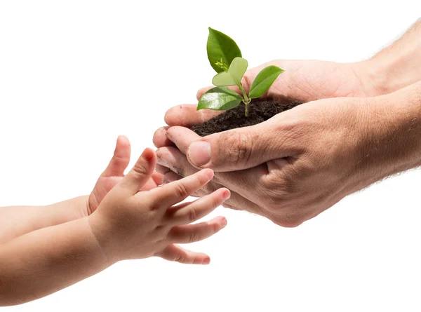 Handen van een kind nemen van een plant uit de handen van een man - witte achtergrond — Stockfoto