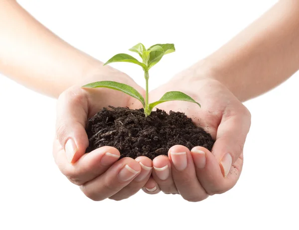 Plant in hands - white background Stock Image