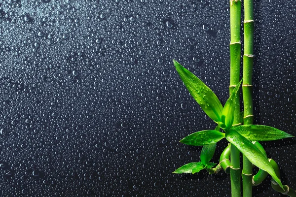 Drops and bamboo on black — Stock Photo, Image