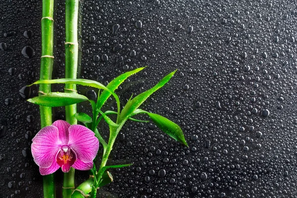 Gotas, orquídea y bambú sobre negro —  Fotos de Stock
