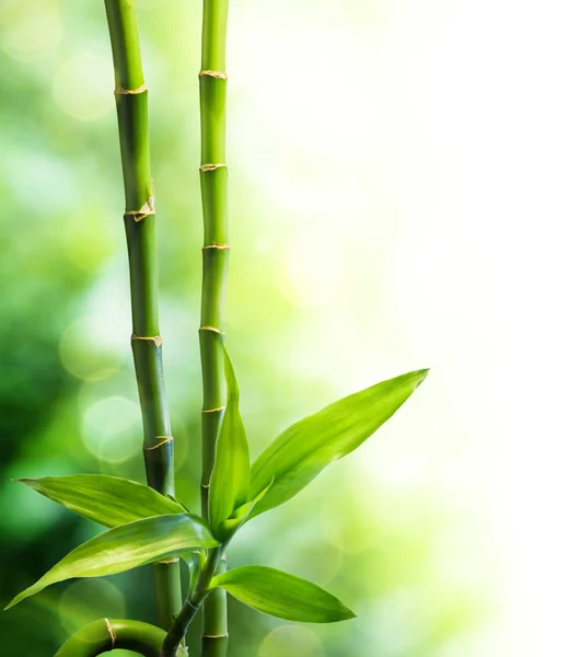 Много стеблей бамбука и луч света — стоковое фото