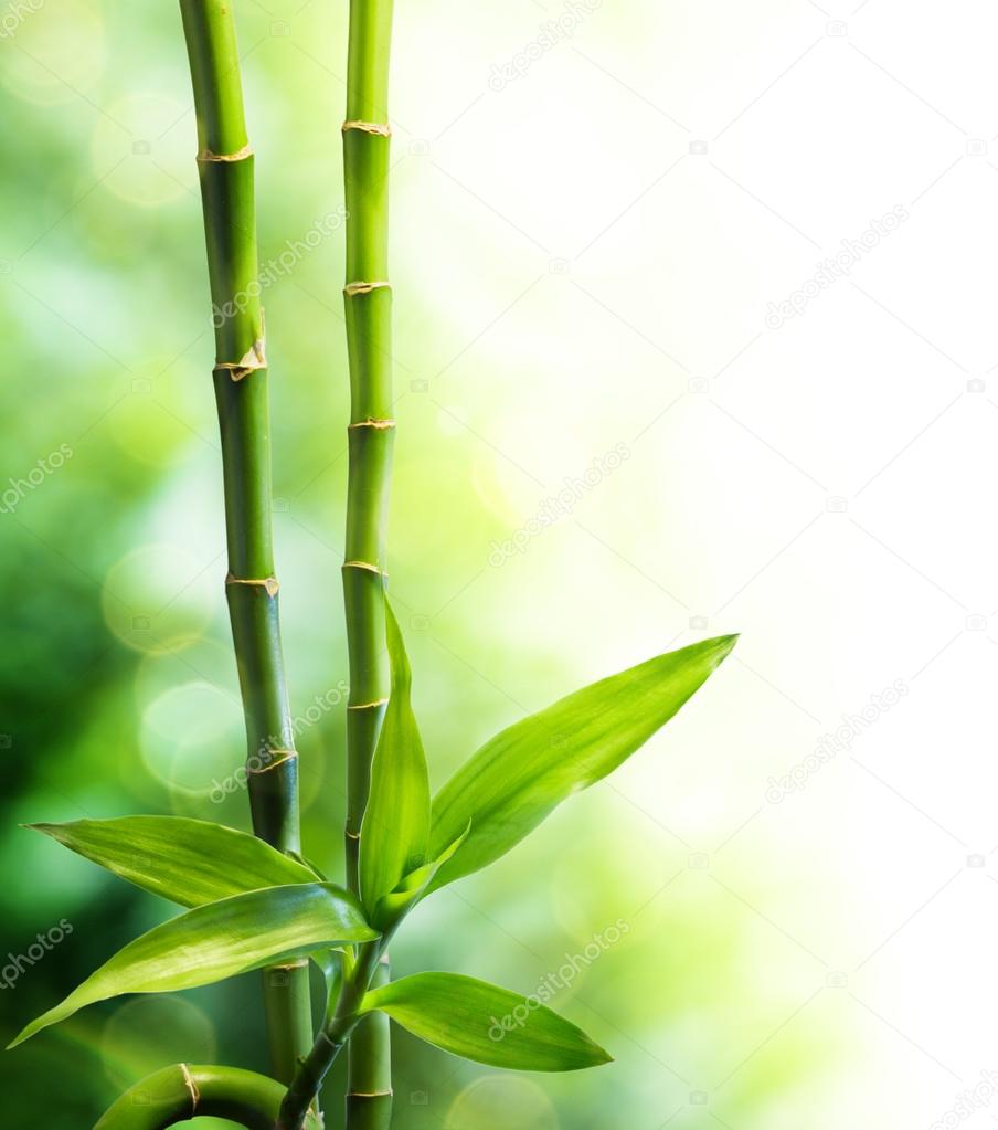 Many bamboo stalks and light beam