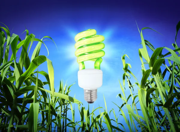 Growth ecology - CF Lamp - green lighting — Stock Photo, Image