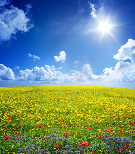 Geel veld in serene scène — Stockfoto