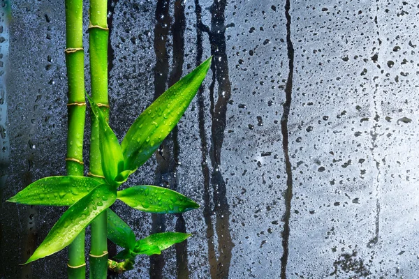 Stalks bamboo on wet glass — Stock Photo, Image