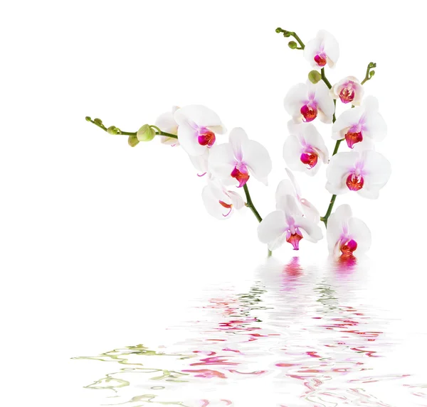 Witte orchideeën op water - geïsoleerd — Stockfoto