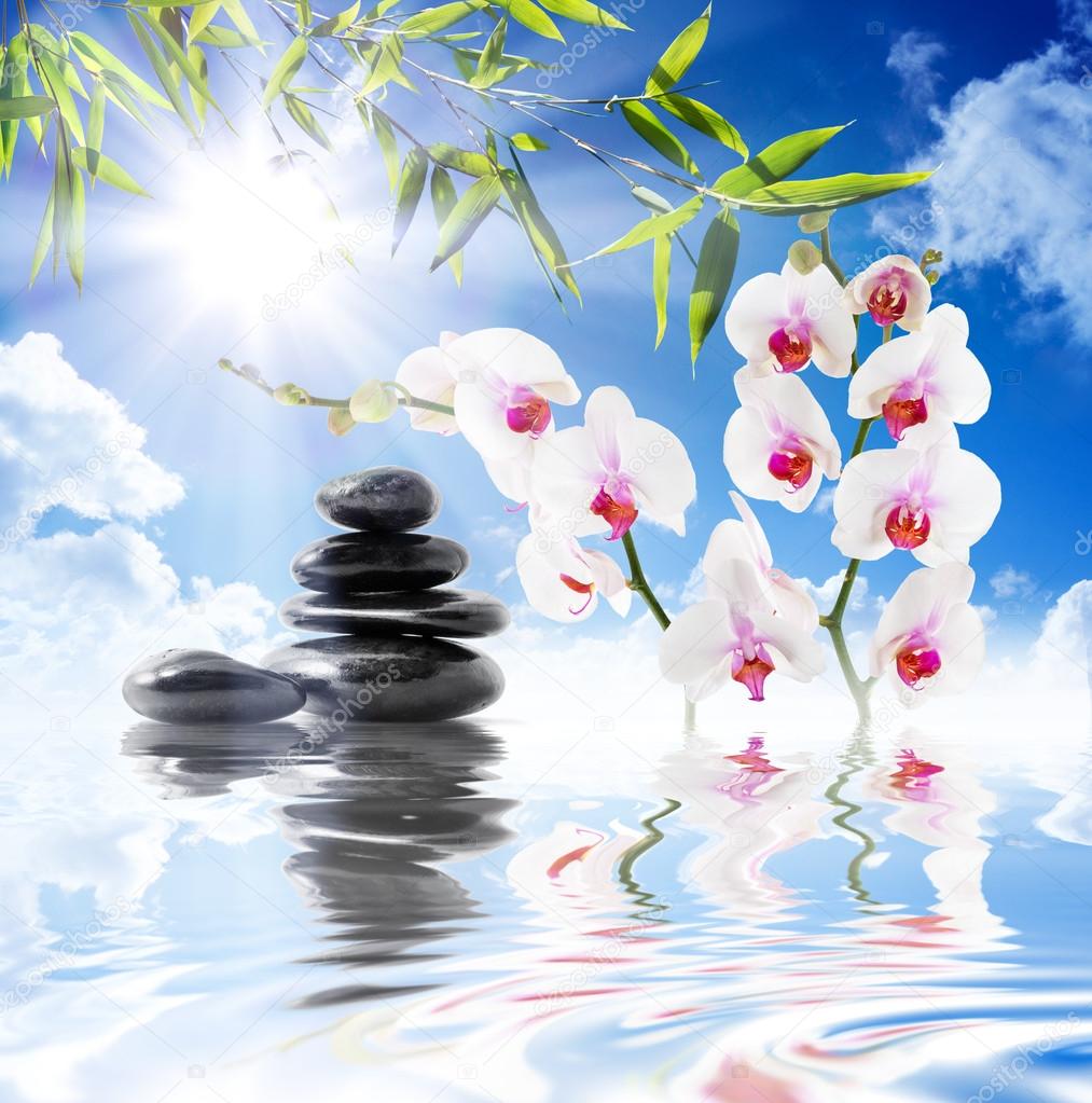 Sky, sun, white orchids, bamboo on water