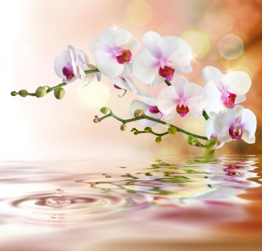 White orchids on water with drop clipart