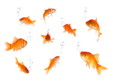 kabarcıkları ile izole goldfishes