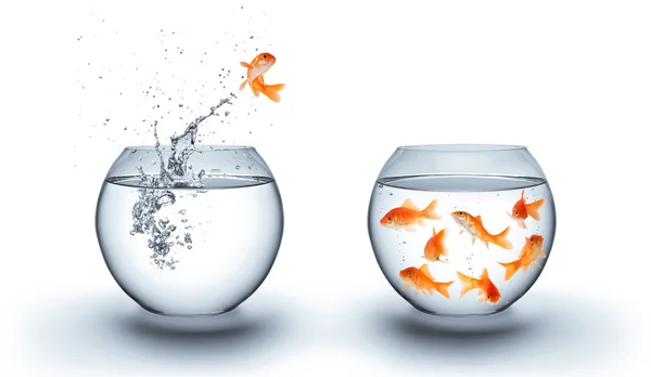 Goldfish saltando del agua - concepto de equipo — Foto de Stock