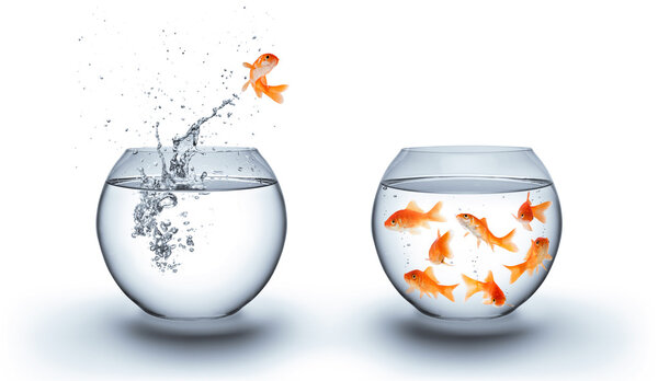 Золотые рыбки выпрыгивают из воды - концепция команды
