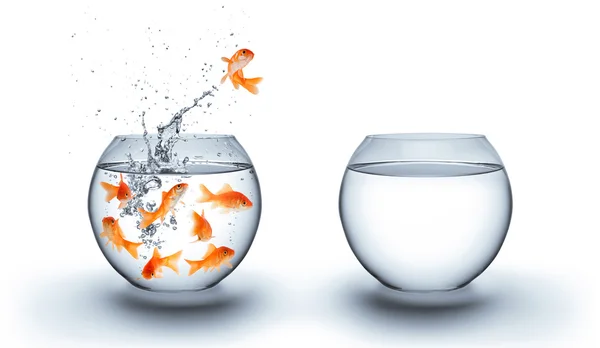 Goldfish jumping out of the water - improvement concept - white — Stock Photo, Image