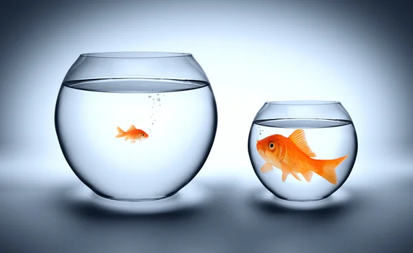 Big goldfish in a small aquarium - outgrown concept — Stock Photo, Image