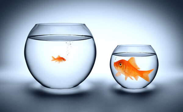 Big goldfish in a small aquarium - outgrown concept