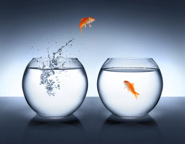 Goldfish pulando para fora da água - conceito de amor — Fotografia de Stock