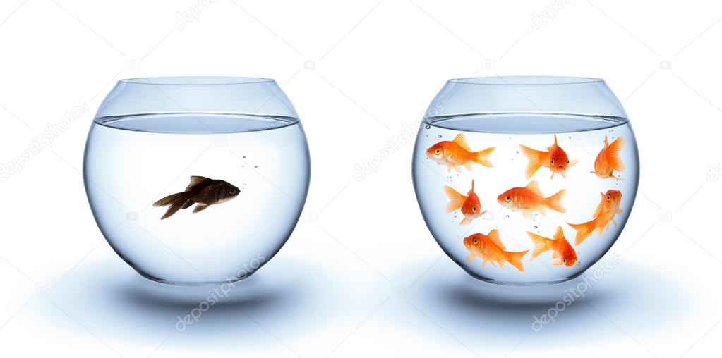 Fish in solitude - diversity concept, racism and isolation