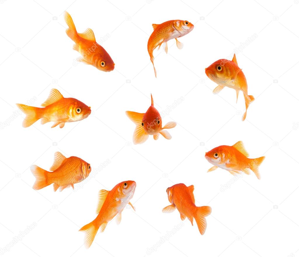 Goldfish in a circle