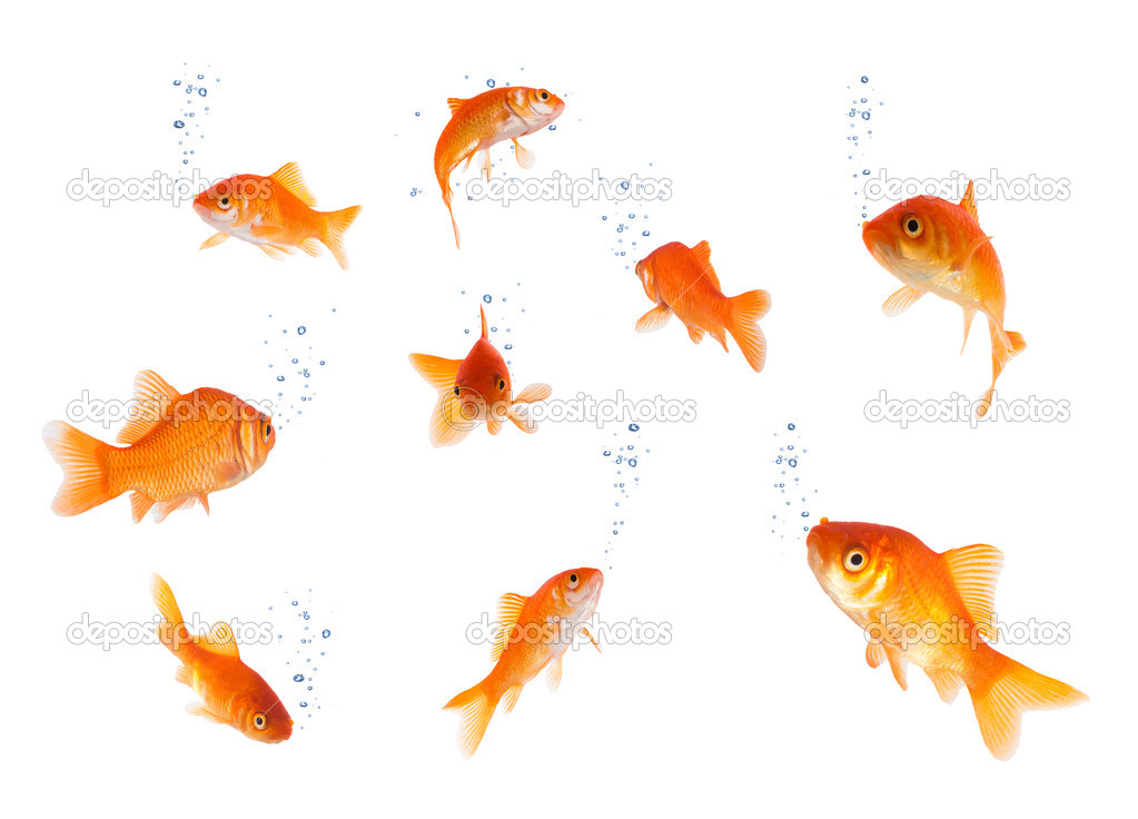 Goldfishes isolated with bubbles