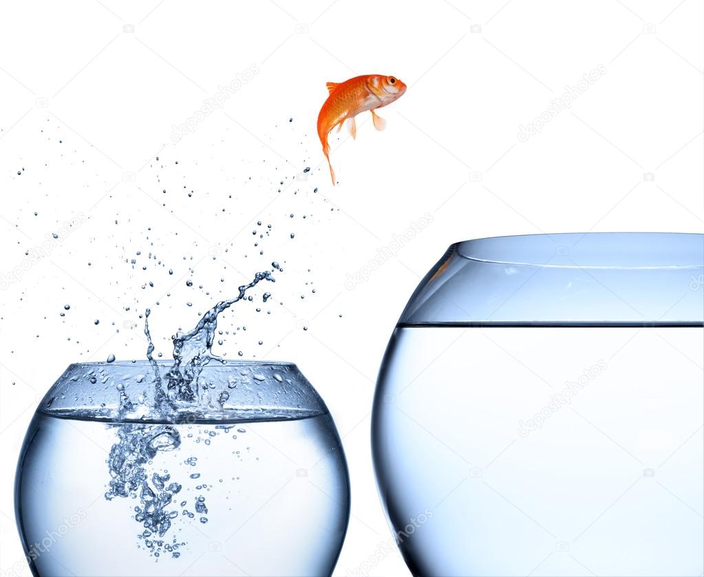 Goldfish jumping out of the water - improvement concept